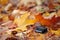 Piano autumn forest maple leaf background