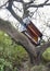 Piano hanging on tree  in the heights.