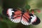 Piano Key Butterfly