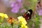 Piano key butterfly on yellow flowers