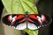 Piano key, heliconius melpomene