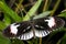 Piano key, heliconius melpomene