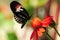 Piano key longwing butterfly