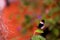 Piano key longwing butterfly, blurred background