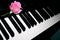 Piano keyboard template with pink fresh rose.