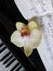 Piano keys with a flower, musical background.