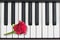 Piano keys and red rose, romantic music