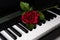 Piano keys and rose flower