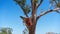 Piano Lodged In Tree Since 1916 Flood