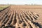 Pianura Padana panorama landscape fields crops nature agriculture vision sky horizon Italy Italian