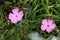 Piatra Craiului Pink (Dianthus callizonus)