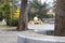 Piazza Gramsci famous fountain in Carrara, Tuscany. Italy