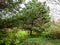 pibe tree at overgrown backyard in village