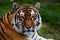 Pic Bengal tigers fierce gaze showcases majestic pattern in striped fur