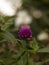 Pic nine teen, green leaf and flower  modeling background, blurry bokeh art