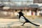 Pica pica bird, also called Eurasian Magpie walking at the stone with background of Gyeongbokgung palace in Seoul, South Korea