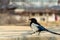 Pica pica bird, also called Eurasian Magpie walking at the stone with background of Gyeongbokgung palace in Seoul, South Korea
