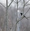 Pica pica Pega beautiful bird siting on a tree branch at winter.