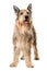 Picard dog standing on white background