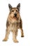 Picard dog standing on white background