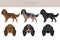 Picardy Spaniel clipart. All coat colors set.  All dog breeds characteristics infographic