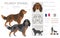 Picardy Spaniel clipart. All coat colors set.  All dog breeds characteristics infographic