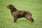 Picardy Spaniel Dog, Adult standing in Field