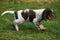 Picardy Spaniel Dog, Pup standing on Grass