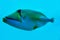 Picasso fish isolated on blue sea background