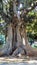 Picasso gardens-centenary ficus-Malaga-Andalusia