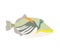 Picasso triggerfish fish icon on white background.