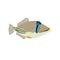 Picasso triggerfish fish icon on white background. Vector illustration.