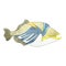 Picasso triggerfish fish on white background