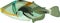 Picasso triggerfish (Rhinecanthus aculeatus)