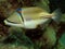 Picasso triggerfish Rhinecanthus assasi