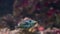 Picasso triggerfish swimming under water, popular aquarium pet in aquaculture, colorful tropical fish specie