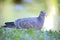 Picazuro pigeon, Brazil\'s largest wild dove