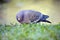 Picazuro pigeon, Brazil\'s largest wild dove