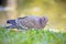 Picazuro pigeon, Brazil\'s largest wild dove