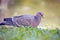 Picazuro pigeon, Brazil\'s largest wild dove
