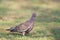 Picazuro Pigeon on the ground