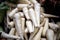 Piccolo parsnips for sale on counter in Borough Market