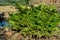 Picea abies Barryi dwarf conifer, planted in garden near pond. Decorative, low-growing, coniferous, dense shrub