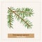 Picea abies - European spruce