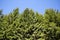 Picea abies spruce trees against blue sky