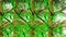 Picea Abies Tree Botanical 3D