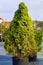 Picea glauca Conica dwarf decorative coniferous evergreen tree