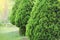Picea glauca Conica dwarf decorative coniferous evergreen tree. Also known as Canadian, skunk , cat , Black Hills
