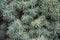 Picea glauca Conica dwarf decorative coniferous evergreen tree. White spruce, Canadian spruce, skunk, Black Hills, western white