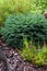 Picea mariana Nana Black Spruce is a dwarf evergreen conifer forming a compact cushion of dense rounded habit.